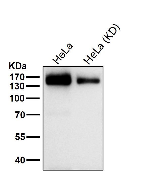 Desmoglein 2 Ab