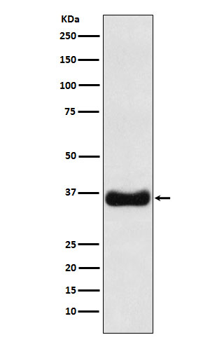 Oligo1 Ab