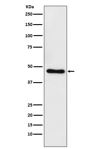 CtBP1 Ab