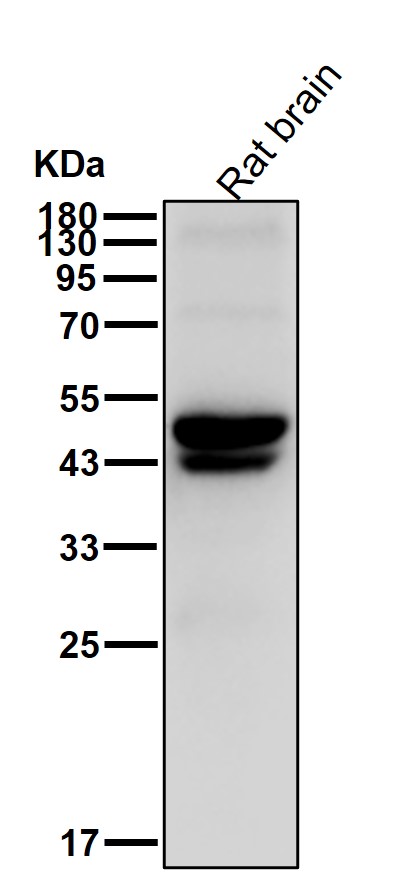 CtBP1 Ab