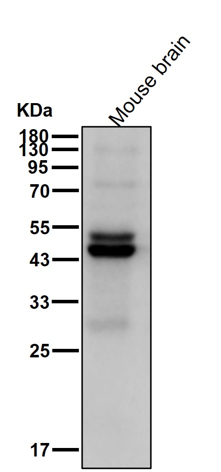 CtBP1 Ab