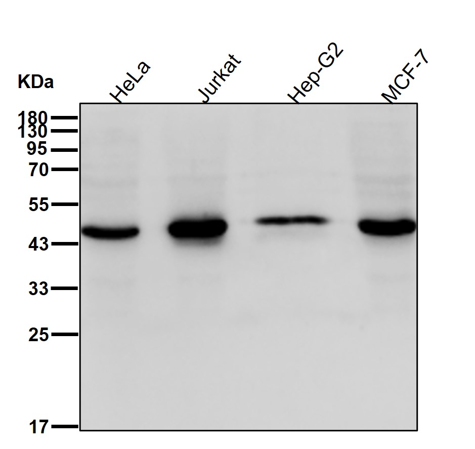 CtBP1 Ab