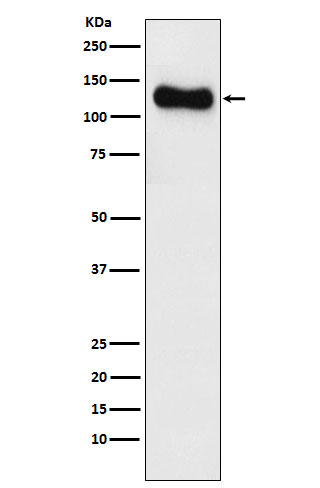 Disks large homolog 1 Ab