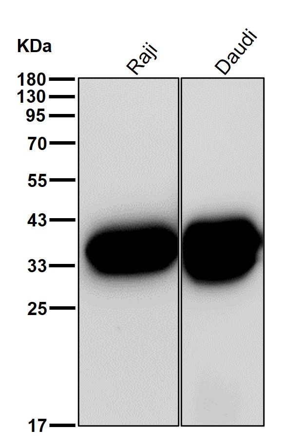 CD79b Ab