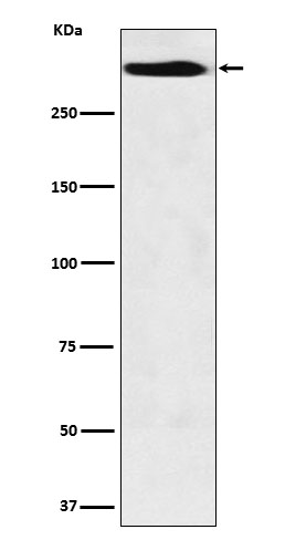 Mucin 5B Ab