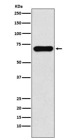 PCK1 Ab