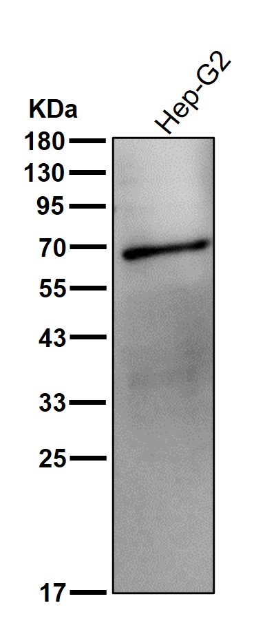 PCK1 Ab