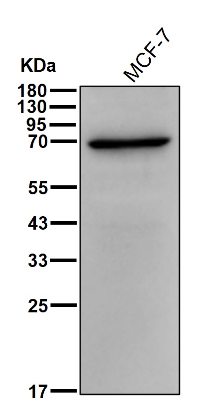 PCK1 Ab