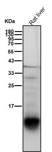 Cystatin A Ab