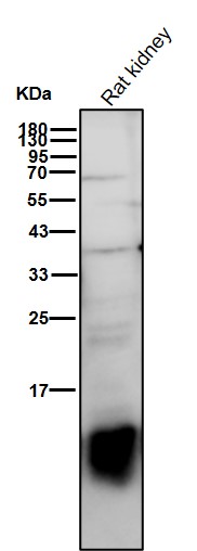 Cystatin A Ab