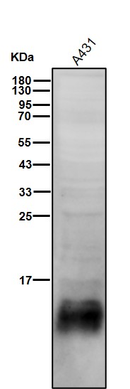 Cystatin A Ab