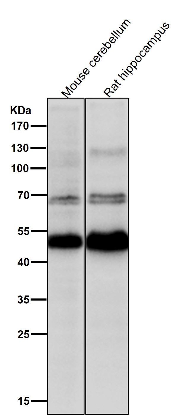 VSX2 Ab