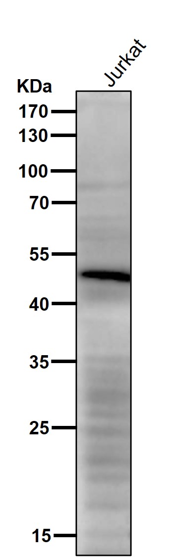 VSX2 Ab