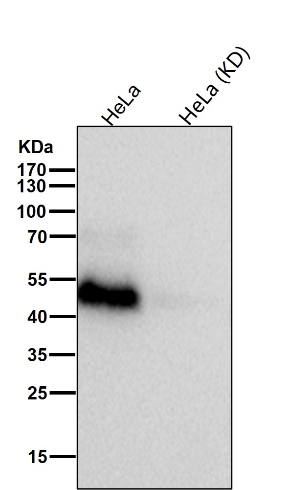 RXRA Ab