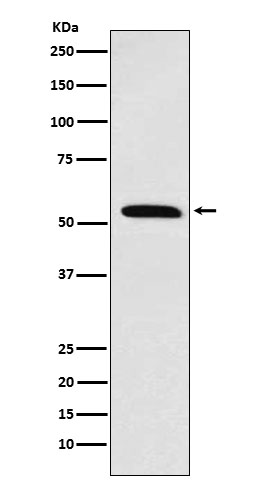 RXRA Ab