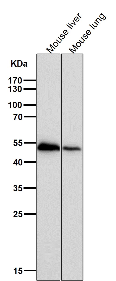 RXRA Ab