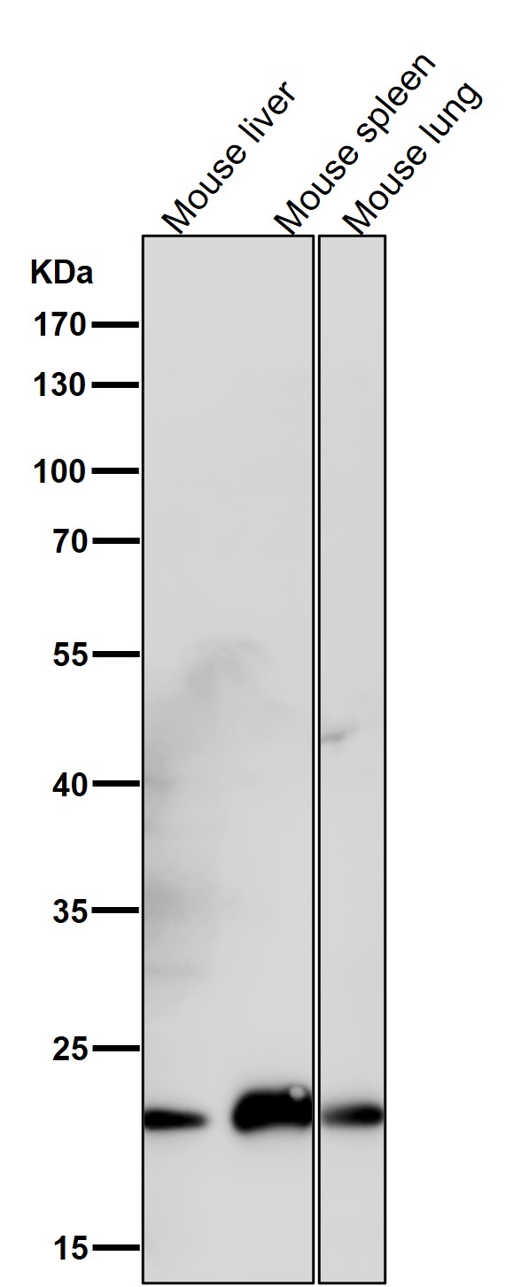 ICOS Ab