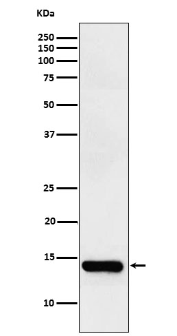 Fatty acid binding protein 2 Ab