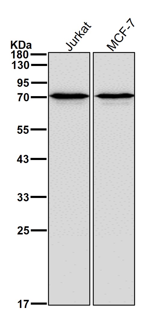 Sorting nexin 1 Ab