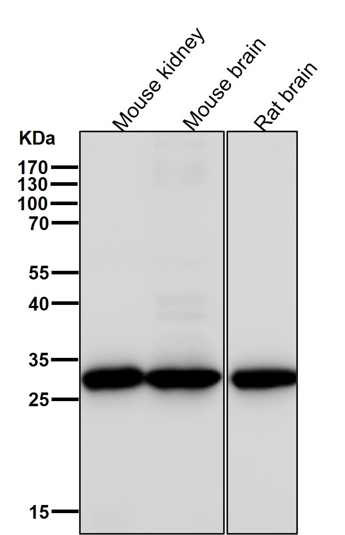 FGF7 Ab