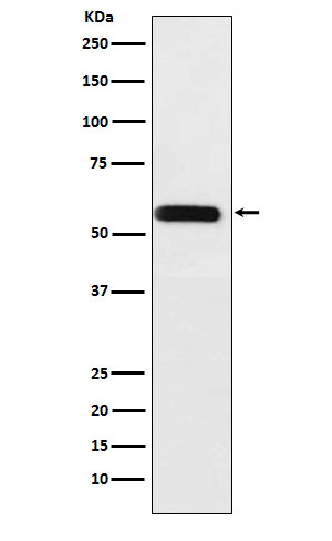 Angiopoietin related protein 3 Ab