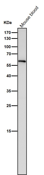 Angiopoietin related protein 3 Ab