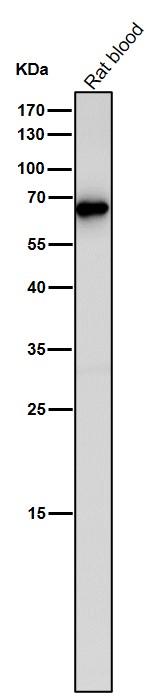 Angiopoietin related protein 3 Ab