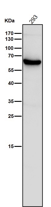 Angiopoietin related protein 3 Ab