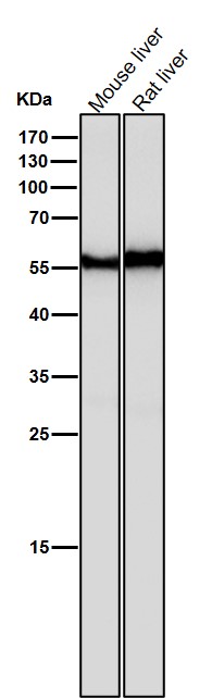 Angiopoietin related protein 3 Ab