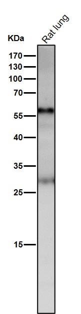 Angiopoietin related protein 3 Ab