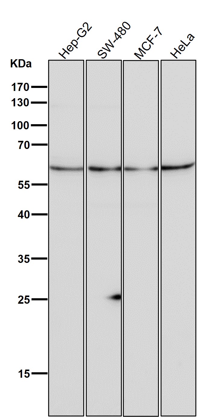 Angiopoietin related protein 3 Ab