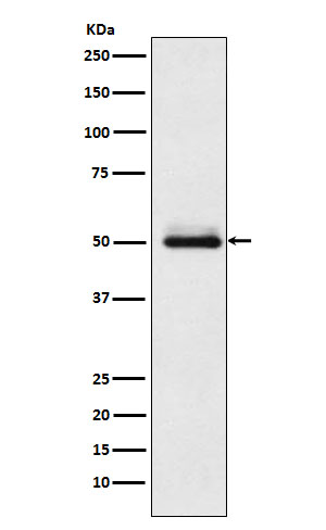 Cytochrome P450 2C9 Ab