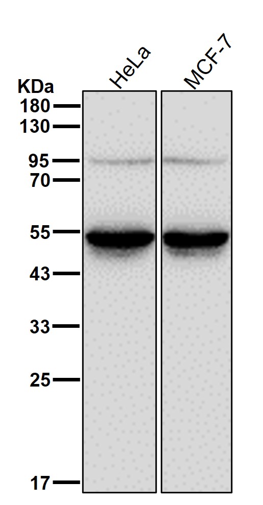 Cytochrome P450 2C9 Ab