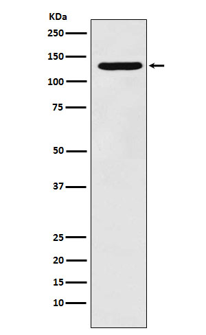 Pyruvic carboxylase Ab