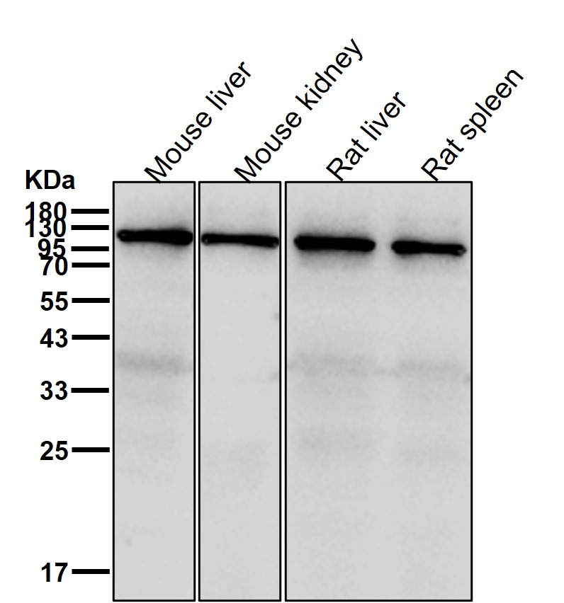 Pyruvic carboxylase Ab