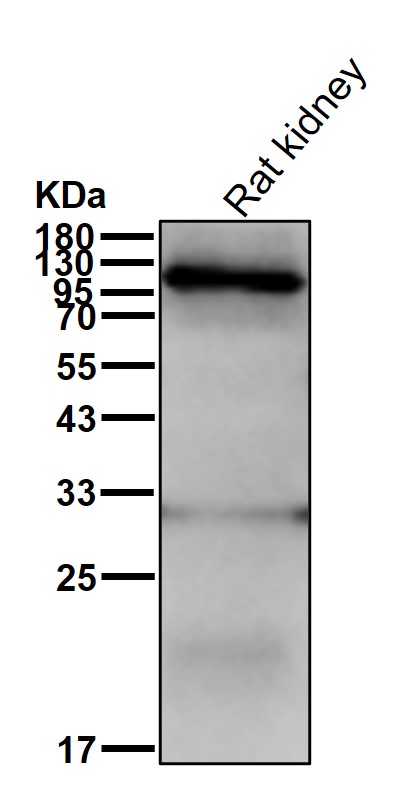 Pyruvic carboxylase Ab