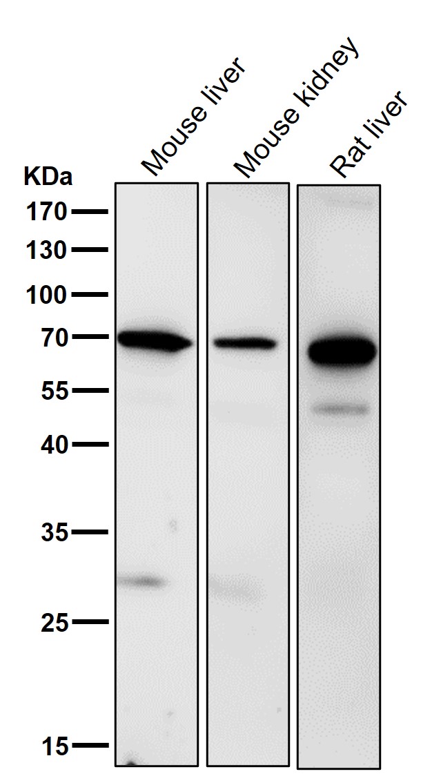 RPN1 Ab