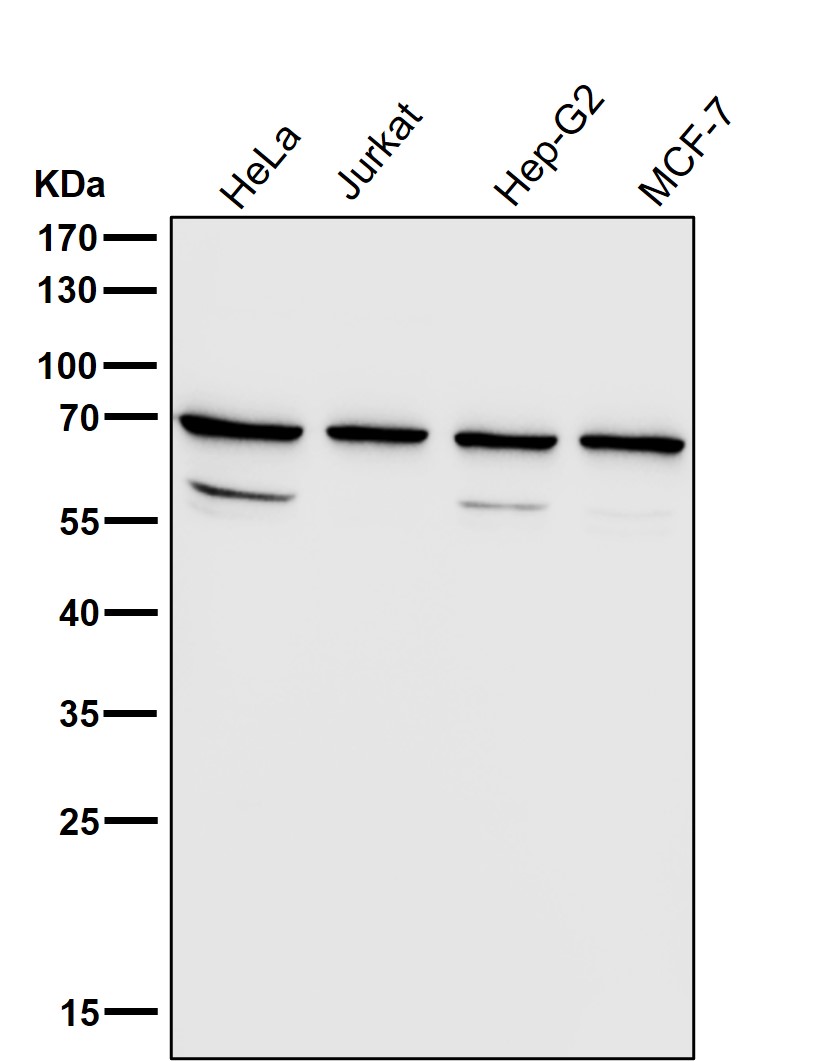 RPN1 Ab