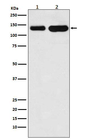 Cadherin 6 Ab