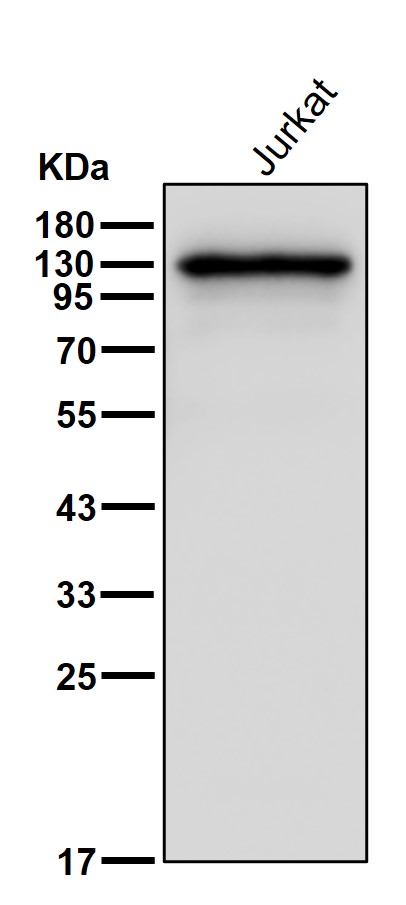 Cadherin 6 Ab