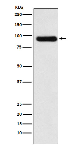 ACVR2A Ab