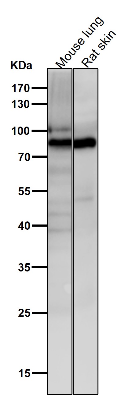 ACVR2A Ab