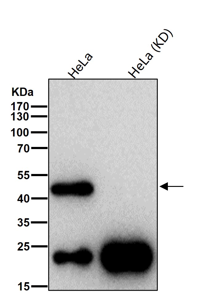 ACTL6A Ab