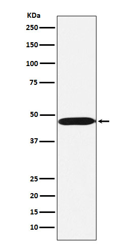 ACTL6A Ab