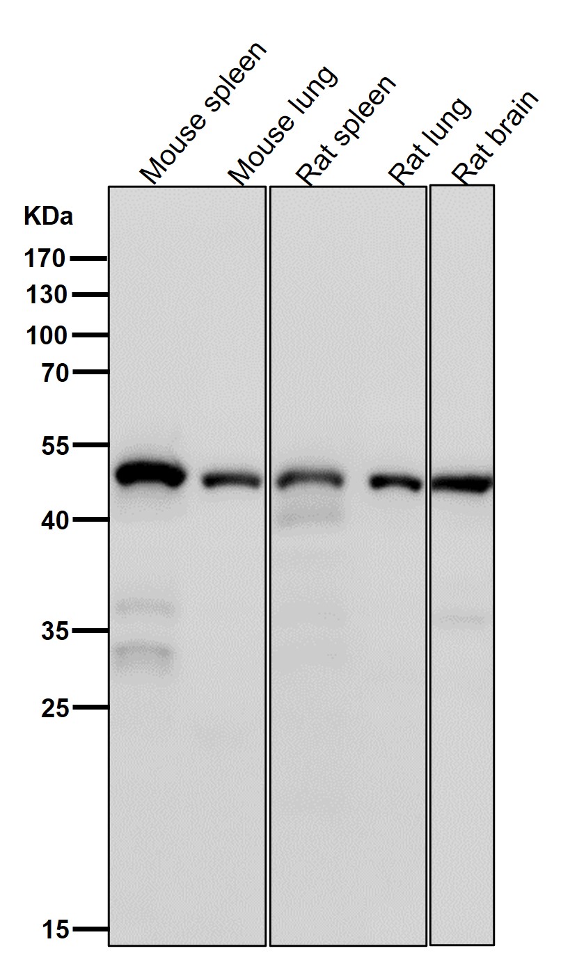 ACTL6A Ab