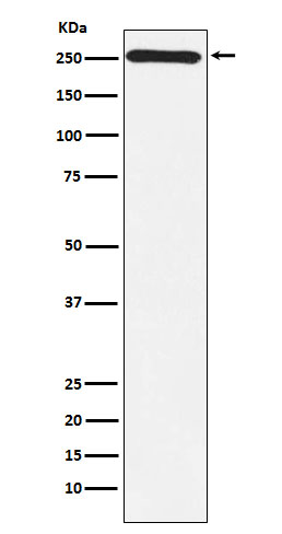 Myosin VIIa Ab