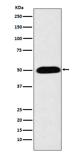 Cytochrome P450 27A1 Ab