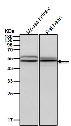 Cytochrome P450 27A1 Ab