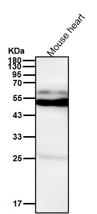 Cytochrome P450 27A1 Ab