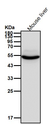 Cytochrome P450 27A1 Ab